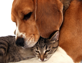 kutya és macska